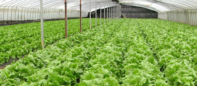Agricoltura